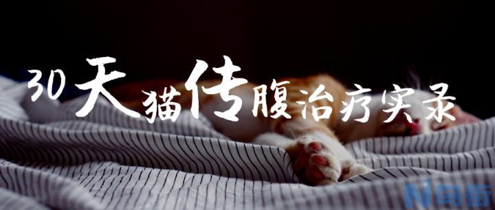 冠状病毒变异猫传腹绝症？