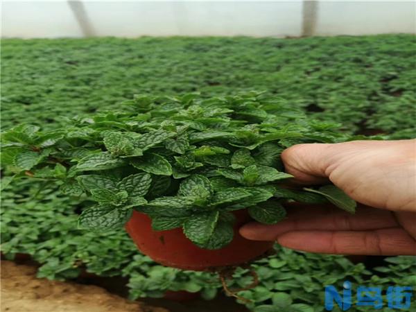 彩叶草的习性及种植方法