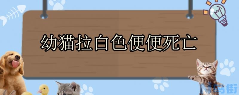 幼猫拉白色便便死亡？