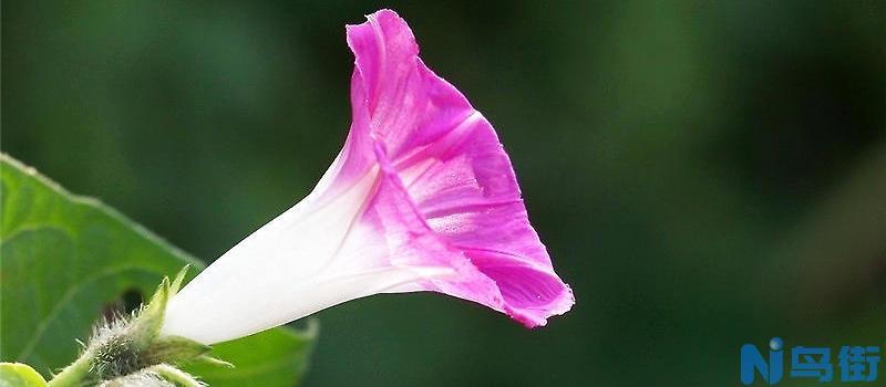 牵牛花白锈病的症状及防治方法