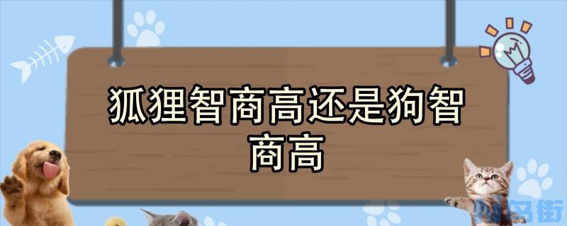 狐狸智商高还是狗智商高？