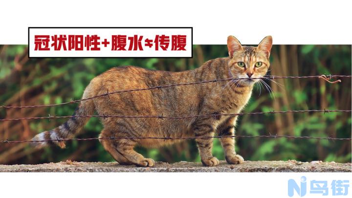 猫腹膜炎就是传腹吗？