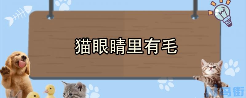 猫眼睛里有毛？