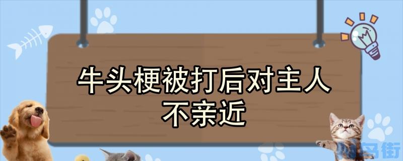 牛头梗被打后对主人不亲近？