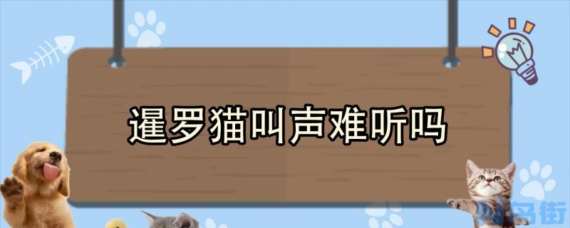 暹罗猫叫声难听吗？