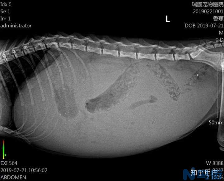 猫传腹治疗4周可以吗？