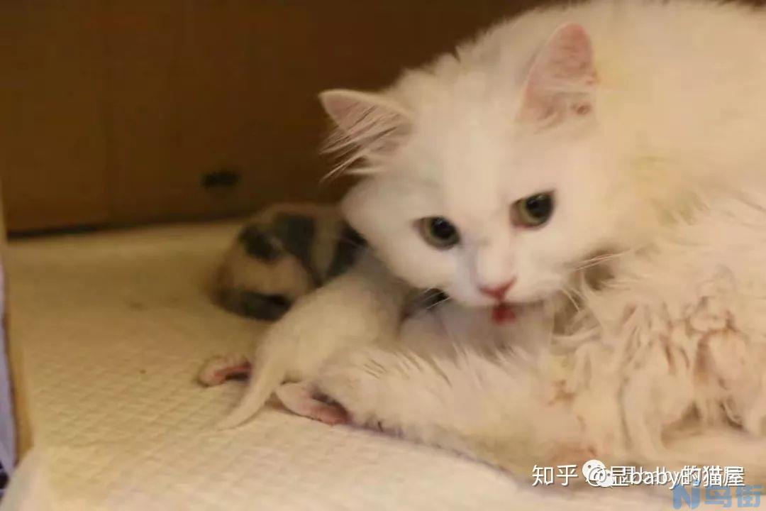 猫尿道口有黄脓？