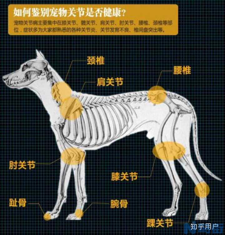 狗关节炎症不肯进食？