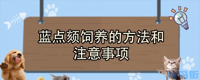 蓝点颏饲养的方法和注意事项？