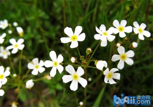 报春花的播种繁殖要点