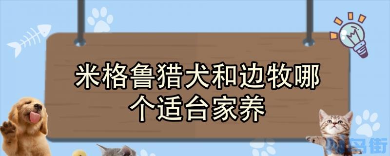 米格鲁猎犬和边牧哪个适台家养？