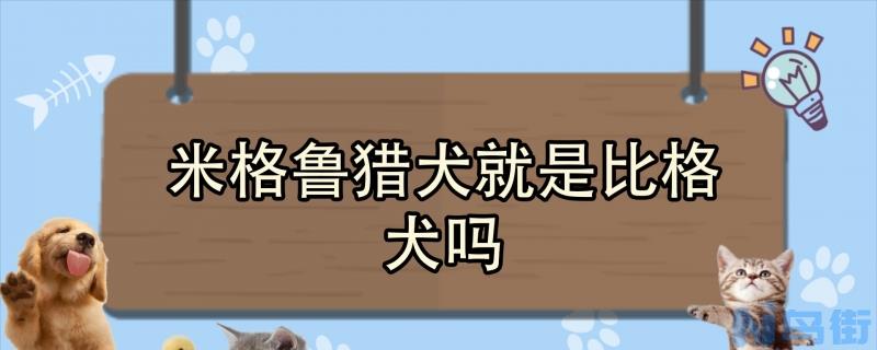 米格鲁猎犬就是比格犬吗？