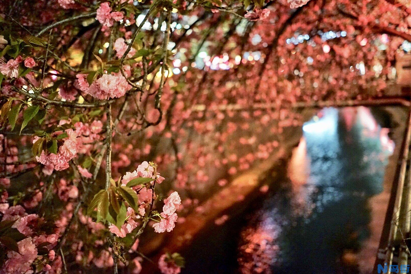 东京樱花的品种简介