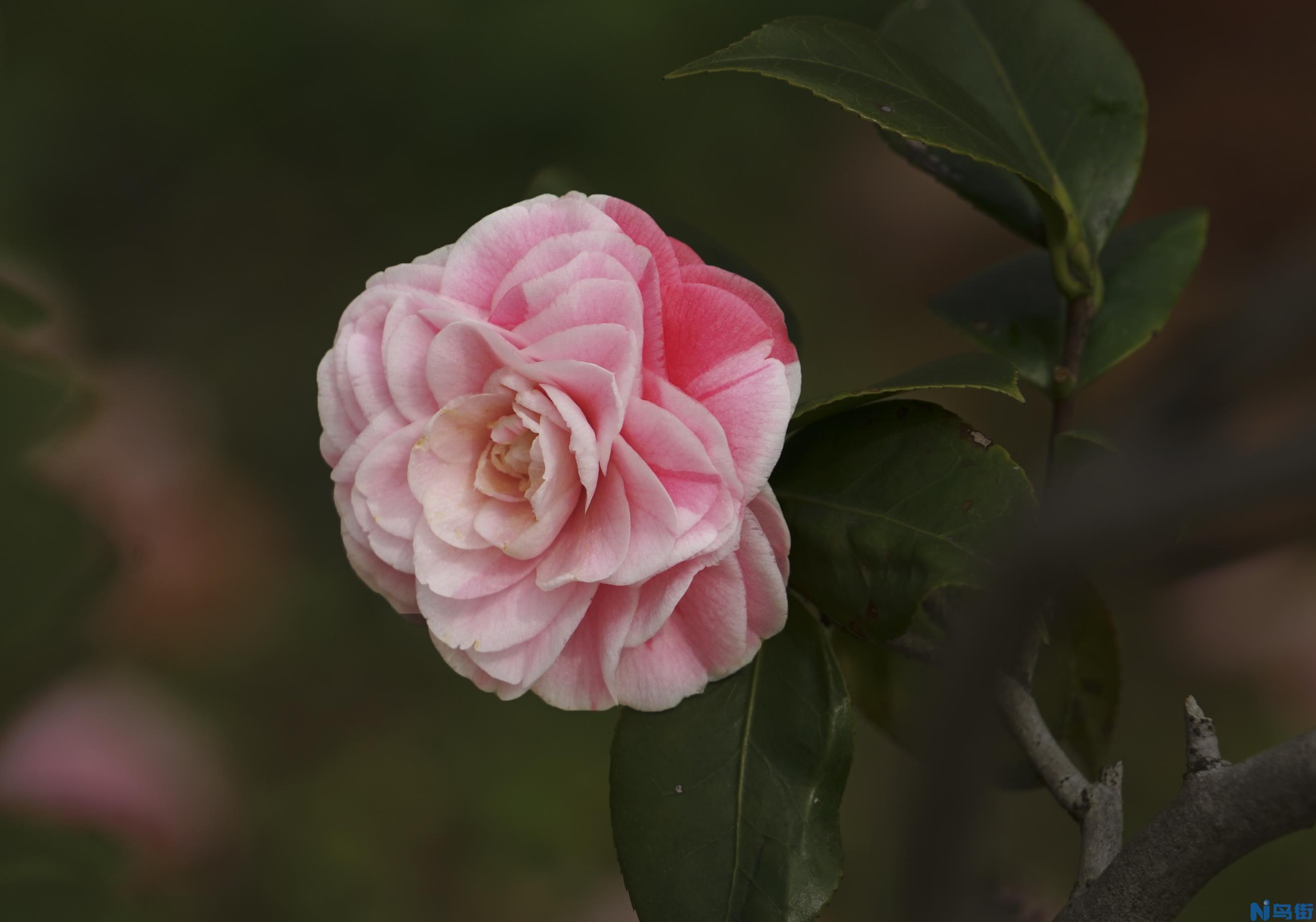 山茶花的品种简介