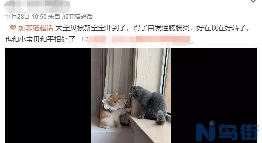 猫传腹自发性的吗？