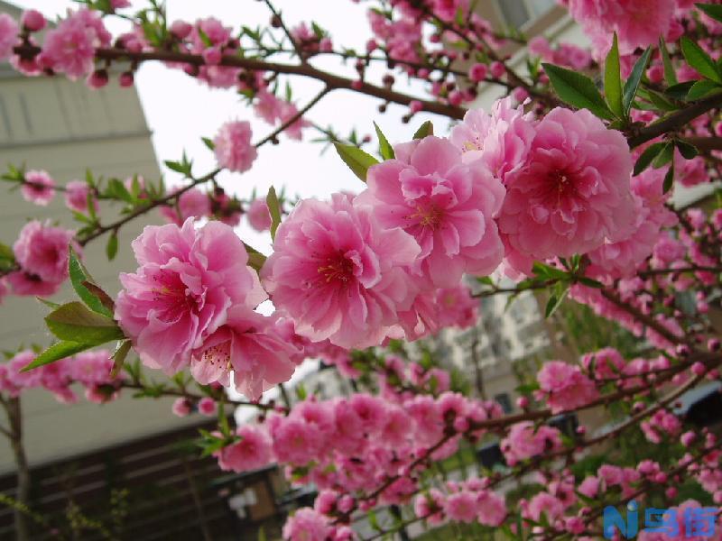 桃花嫁接繁殖的操作方法