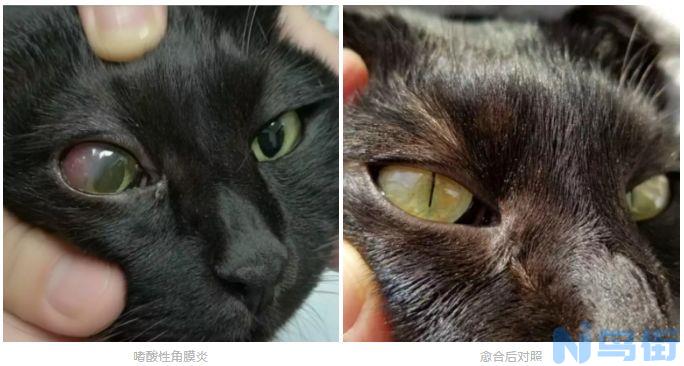 猫疱疹病毒结膜炎症状？