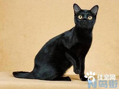 猫口腔炎症不吃饭？