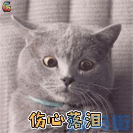 猫尿道阻塞的症状？