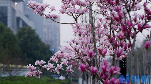 紫玉兰的嫁接繁殖