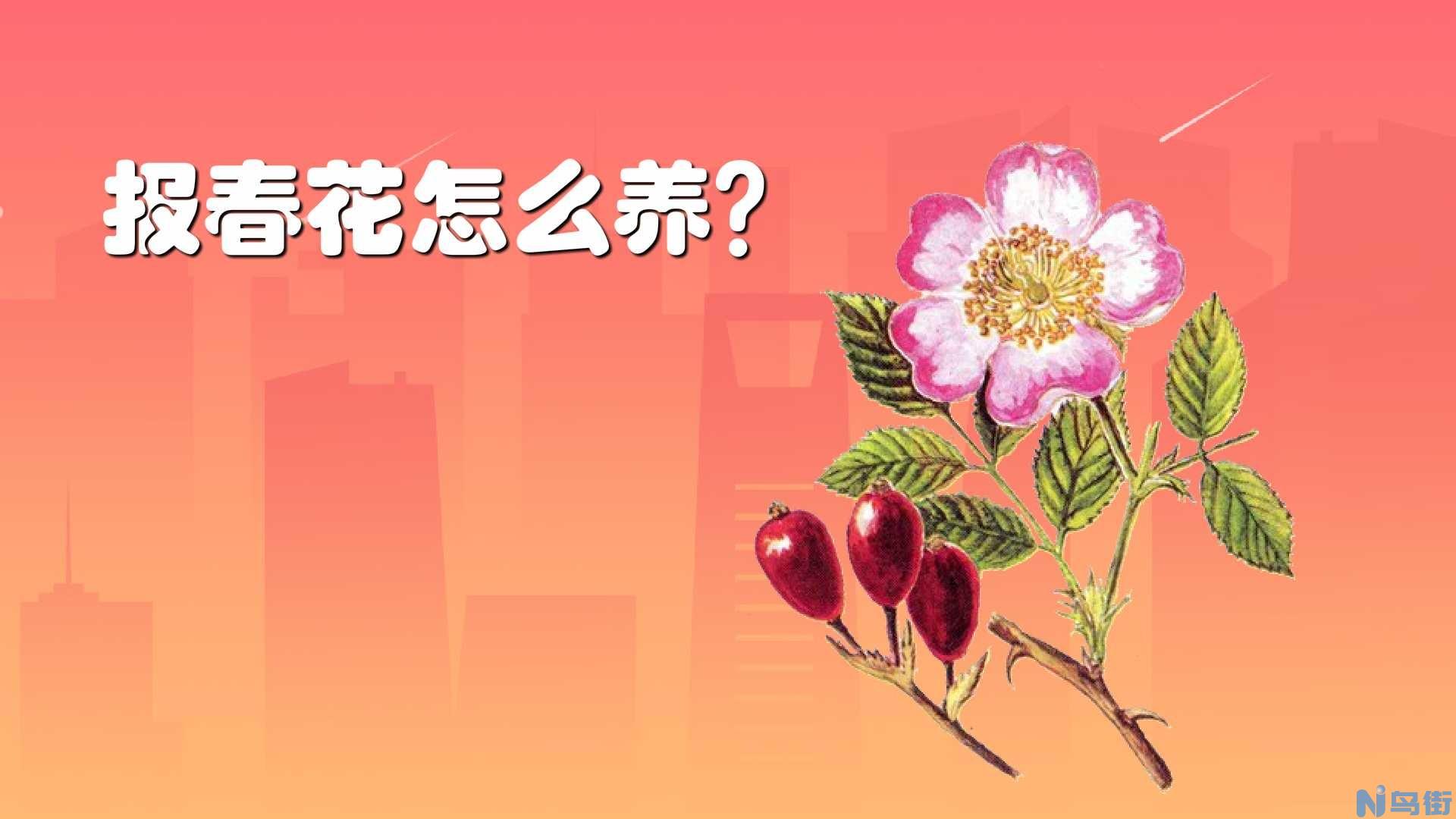 报春花的栽培要点