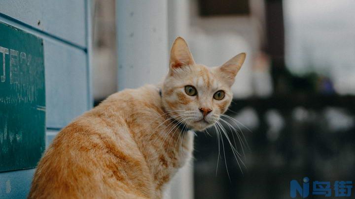 猫泌尿道出问题的症状？