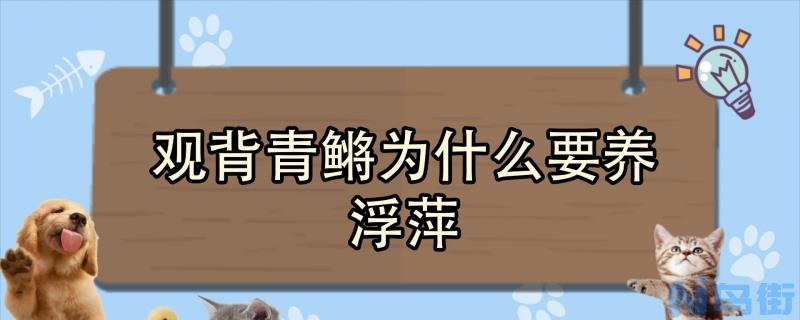 观背青鳉为什么要养浮萍？