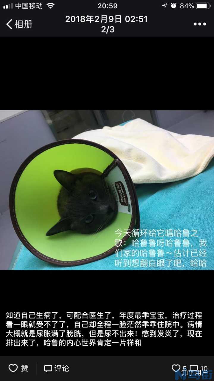 猫尿道感染还能睡觉吗？