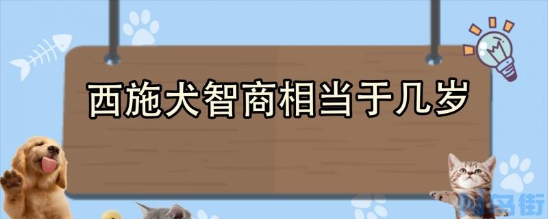 西施犬智商相当于几岁？