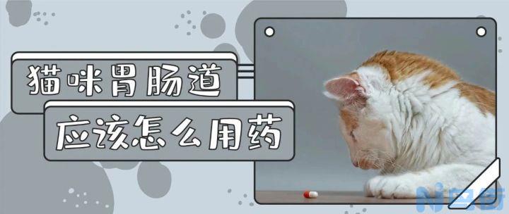 猫尿道感染可以吃阿莫西林吗？