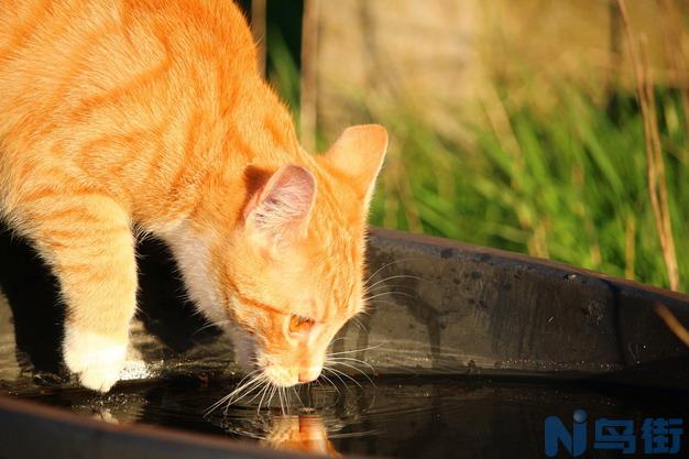 猫膀胱结石和尿道结石？