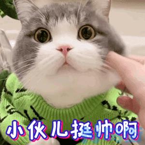 猫肛门和尿道怎么区分？