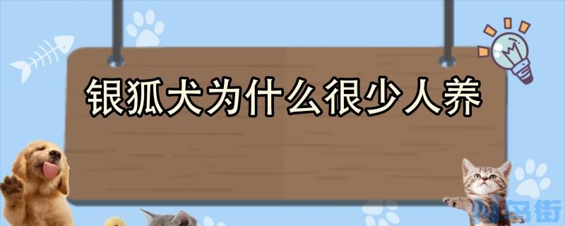 银狐犬为什么很少人养？