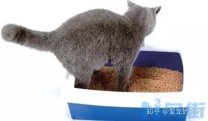 猫砂堵住了猫的尿道？