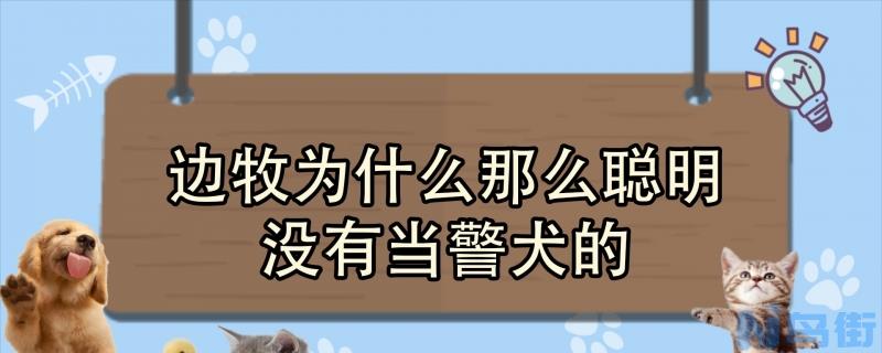 边牧为什么那么聪明没有当警犬的？