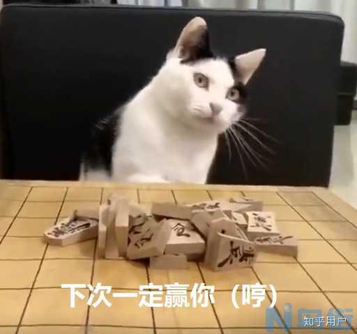 猫咪听得懂人说话吗？