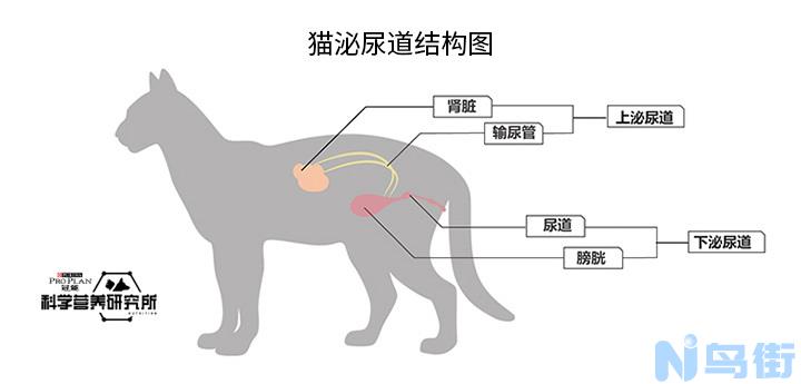 猫尿道完全阻塞怎么办？