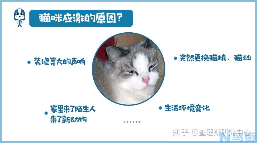 猫下泌尿道疾病预防？