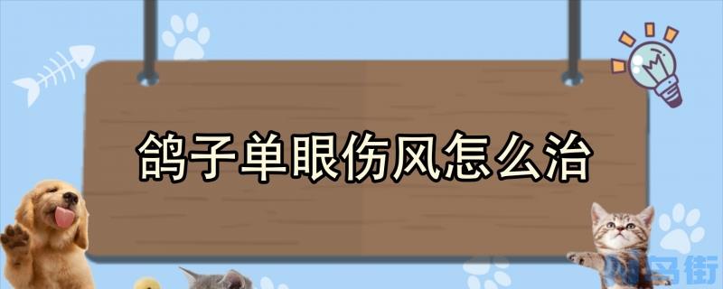 鸽子单眼伤风怎么治？