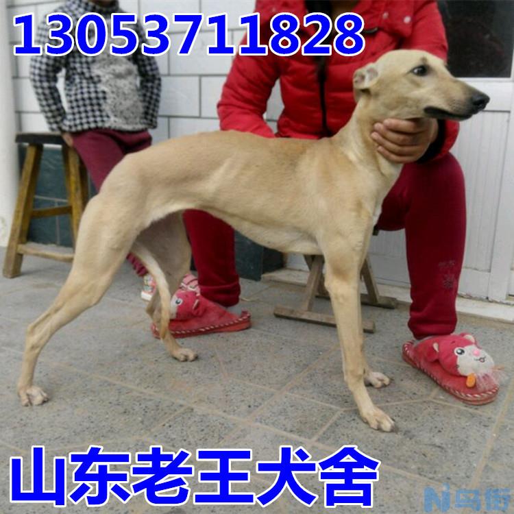 惠比特幼犬吃什么？