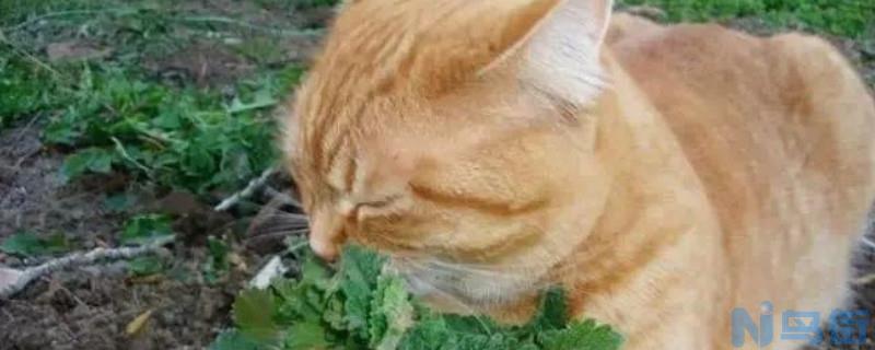 怀孕的猫能不能吃奶油？