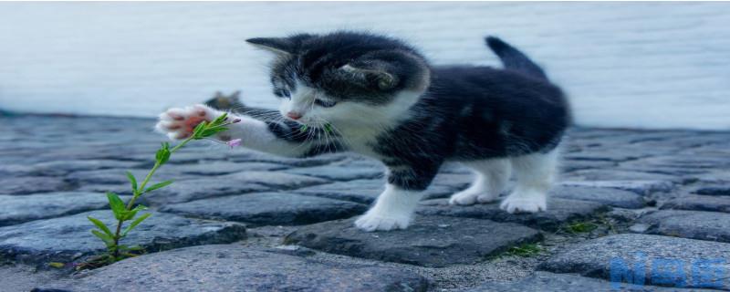 小奶猫能不能吃冰淇淋雪糕？