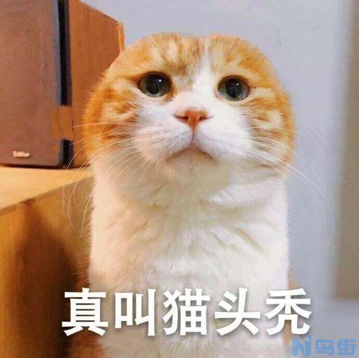 猫发情会尿道感染么？