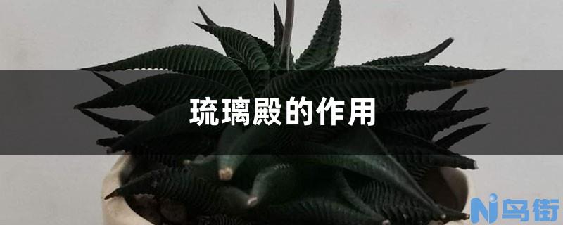 条纹十二卷的品种简介