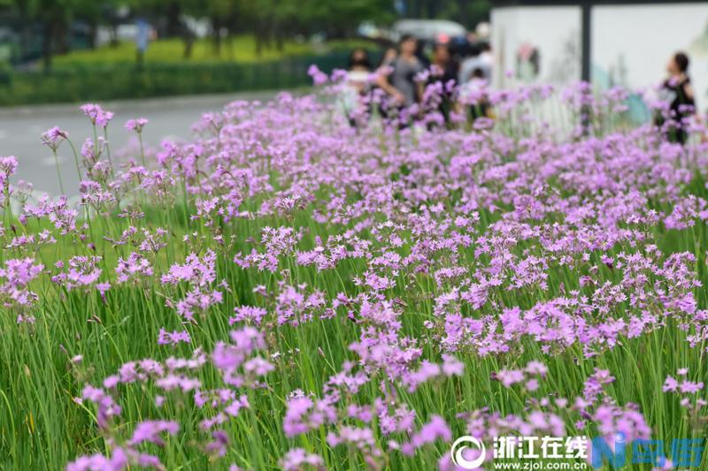 紫娇花的栽培要点