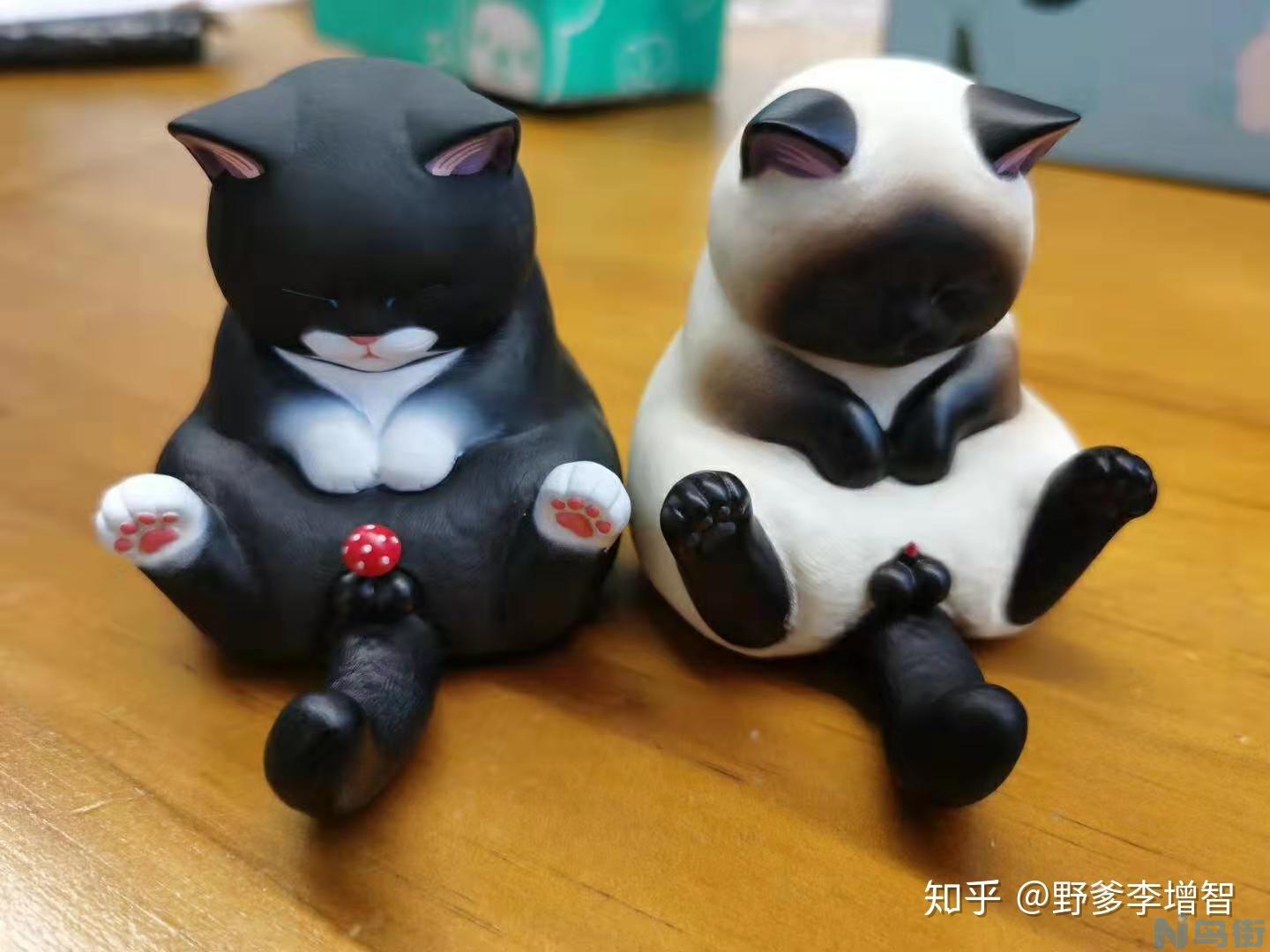 猫伤口炎症？