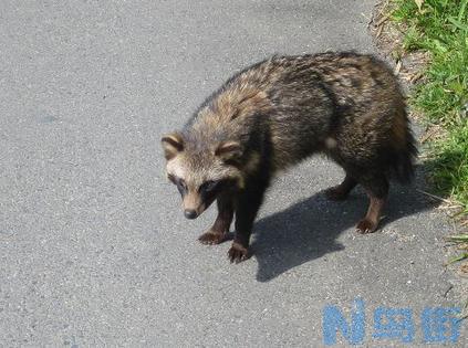 狸猫是什么猫？