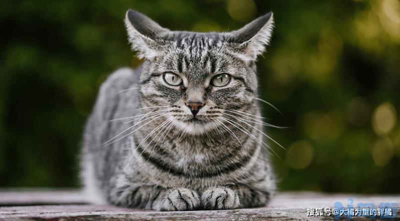 猫尿道炎喝水能好吗？