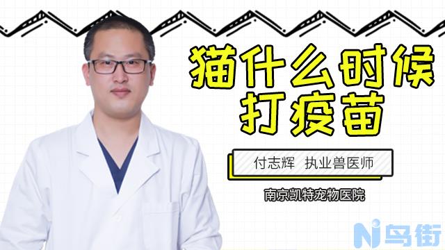 猫咪喘气肚子一抽一抽的？