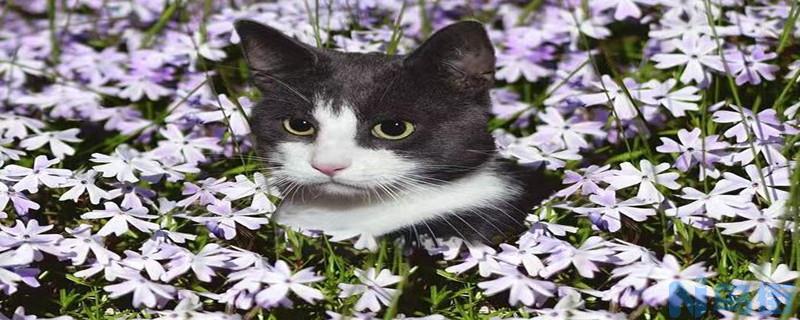 猫能不能吃芋头？